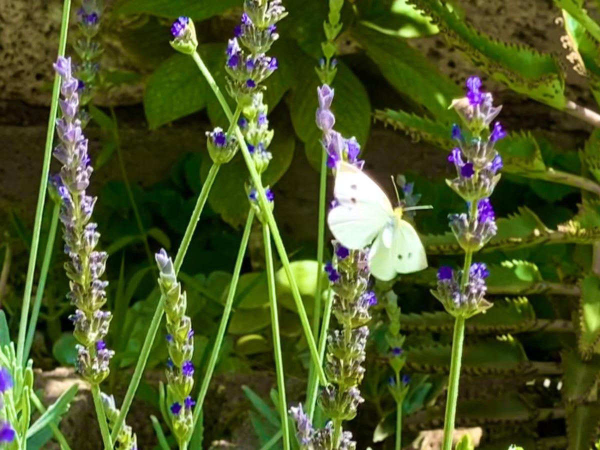 Macaronesia Love Spa, Sauna Y Piscina Buzanada Екстер'єр фото